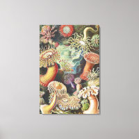 Sea Anemones, Actiniae Seeanemonen Ernst Haeckel