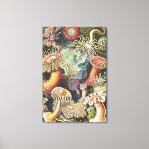 Sea Anemones, Actiniae Seeanemonen Ernst Haeckel Leinwanddruck