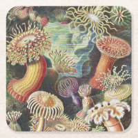 Sea Anemones, Actiniae Seeanemonen Ernst Haeckel
