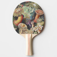 Sea Anemones, Actiniae Seeanemonen Ernst Haeckel