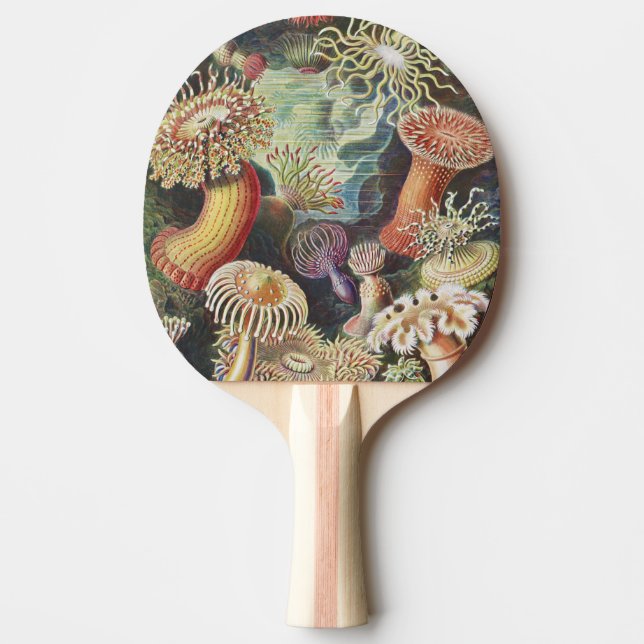 Sea Anemones, Actiniae Seeanemonen Ernst Haeckel Tischtennis Schläger (Vorderseite)