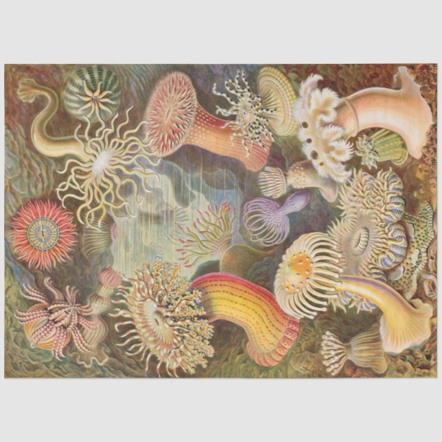 Sea Anemones Ernst Haeckel Dekoupage Tissue Paper Seidenpapier (Vorderseite)