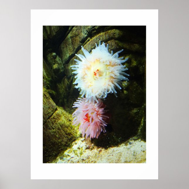 Sea anemones poster (Vorne)