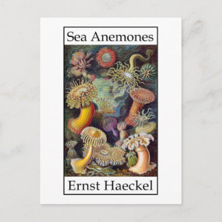Sea Anemones von Ernst Haeckel Postkarte