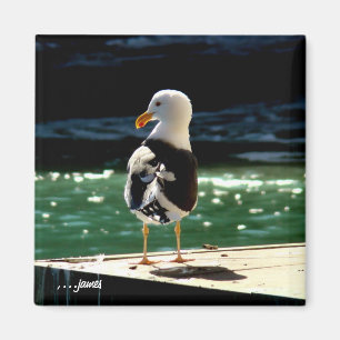 Sea Bird Magnet