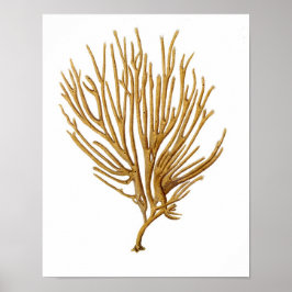Sea Coral No.12 Antike Naturgeschichte Print Poster