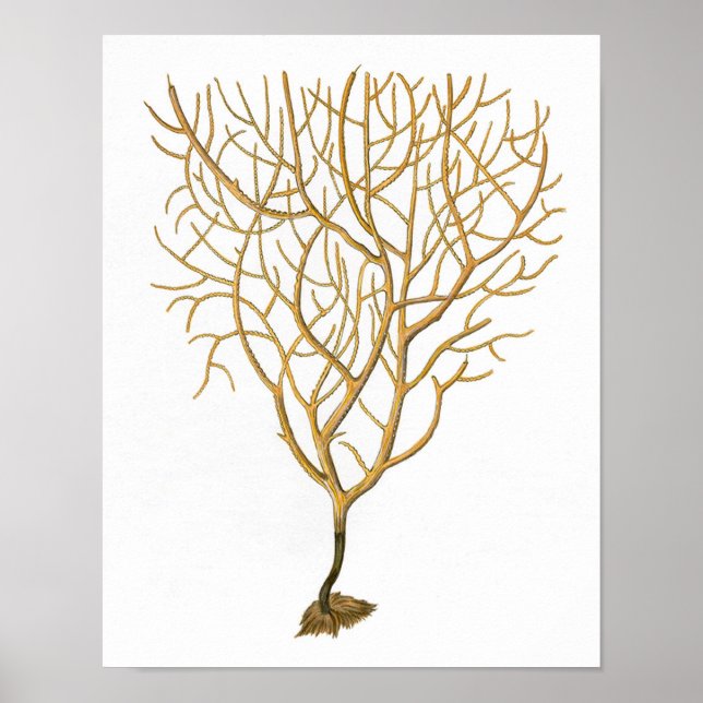 Sea Coral No.6 Antike Naturgeschichte Print Poster (Vorne)