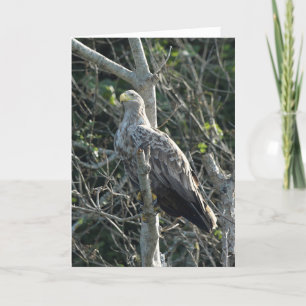 Sea Eagle in Schottland Karte