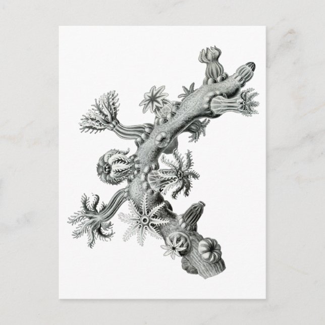 Sea-Fan Postkarte (Vorderseite)