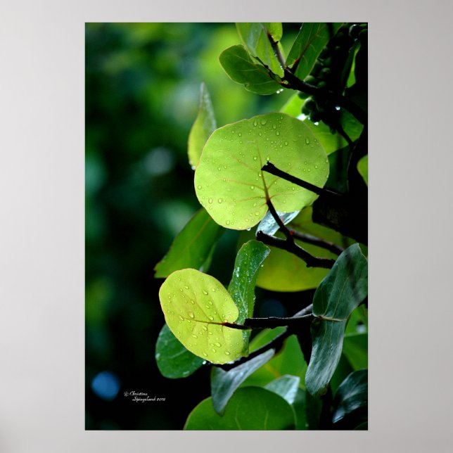 Sea Grape Blätter Tree Bush Poster (Vorne)