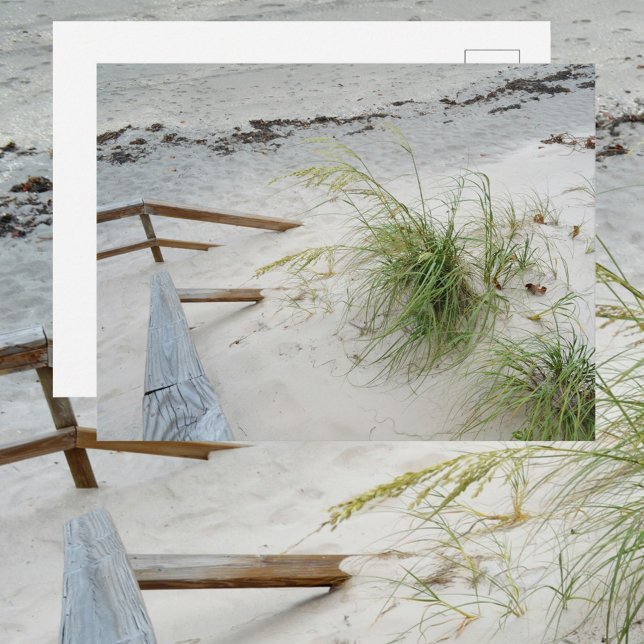 Sea Grass and White Sand Dune Beach Fotografie Postkarte (Von Creator hochgeladen)