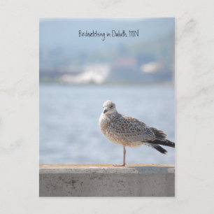 Sea Gull2, Vogelbeobachtung in Duluth, MN Postkarte