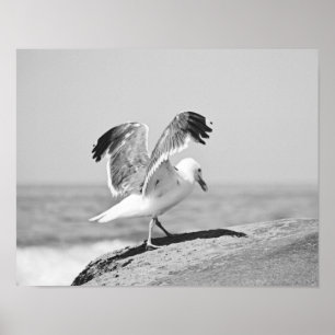 Sea Gull on Beach Rocks Schwarz-Weiß-Print Poster