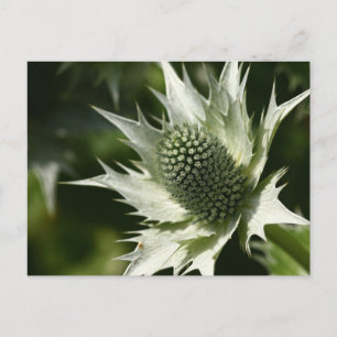 Sea Holly Postkarte