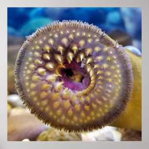 Sea Lamprey Mouth Poster