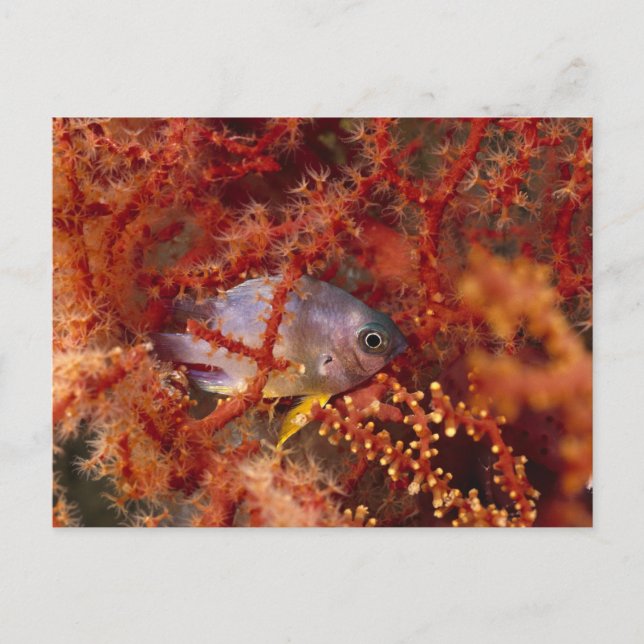 Sea Life - Fish Postkarte (Vorderseite)