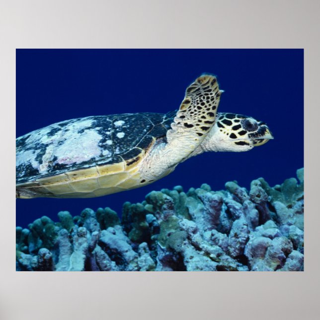 Sea Life - Sea Turtle Poster (Vorne)