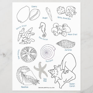 Sea Life Seashell ID Worksheet Colour Page Flyer