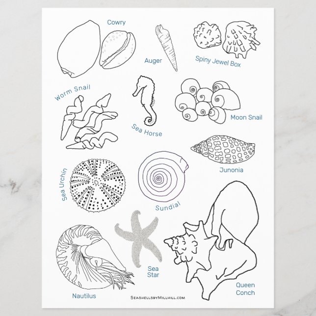 Sea Life Seashell ID Worksheet Colour Page Flyer (Vorne)
