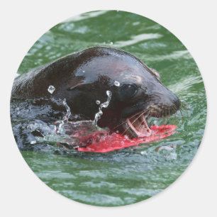 Sea Lion am Spiel Runder Aufkleber