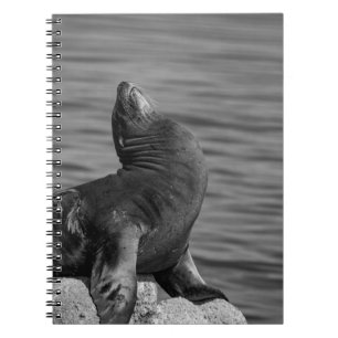 Sea Lion auf Steinen - Naturfotografie Notizblock