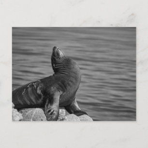 Sea Lion auf Steinen - Naturfotografie Postkarte