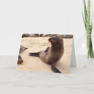 Sea Lion Blank Grußkarte Karte