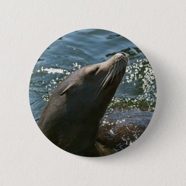 Sea Lion Buttons (Vorderseite)