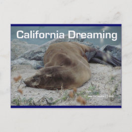 Sea Lion - California Dreaming - Postkarte