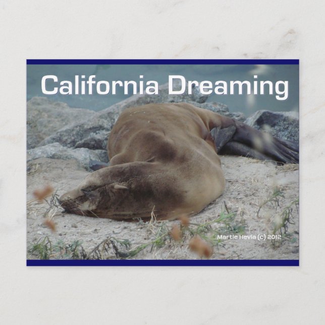 Sea Lion - California Dreaming - Postkarte (Vorderseite)