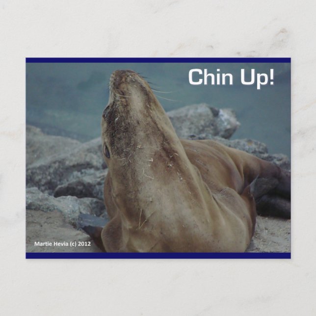 Sea Lion - Chin Up! -Postkarte Postkarte (Vorderseite)