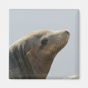 Sea Lion Magnet