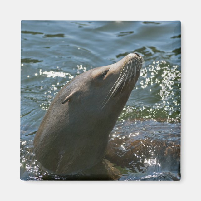 Sea Lion Magnete Magnet (Vorne)