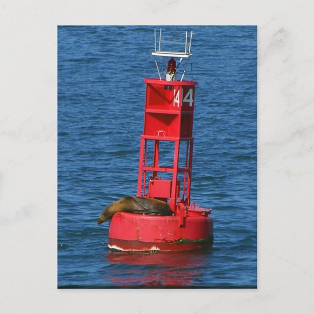 Sea Lion on Buoy Postkarte (Vorderseite)