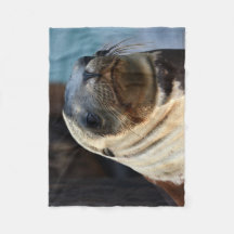 Sea Lion Portrait