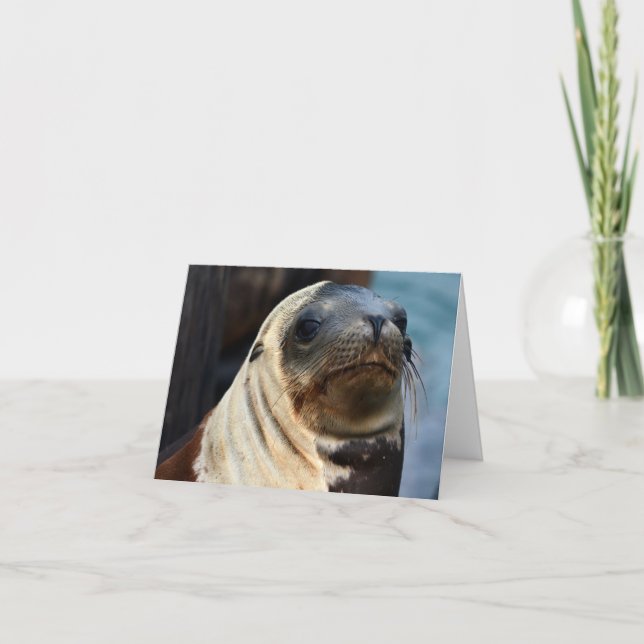 Sea Lion Portrait Karte (Vorderseite)