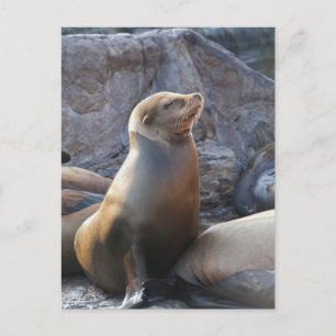 Sea Lion Postkarte