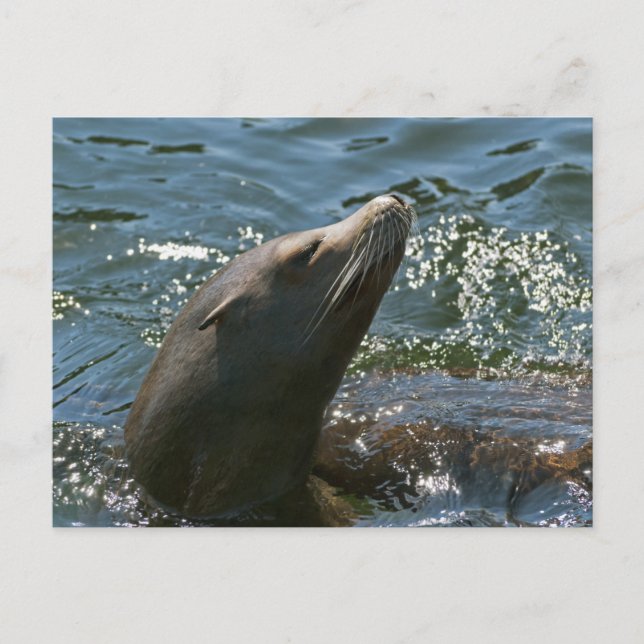 Sea Lion Postkarten (Vorderseite)