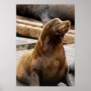 Sea Lion Print Poster