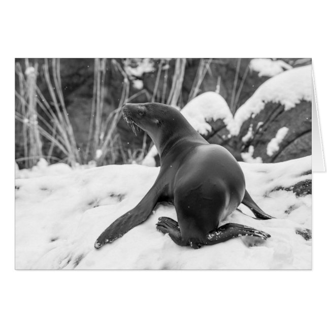 Sea Lion Pup auf Snowy Hill (Vorderseite (Horizontal))