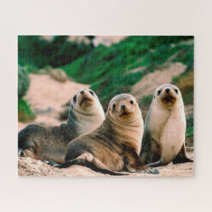 Sea Lion Pups, Jigsaw Puzzle