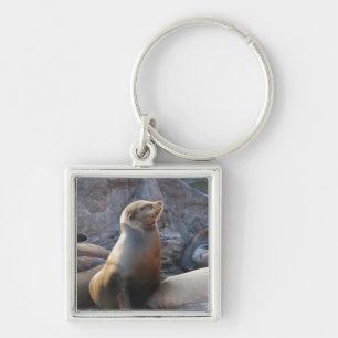 Sea Lion Schlüsselanhänger
