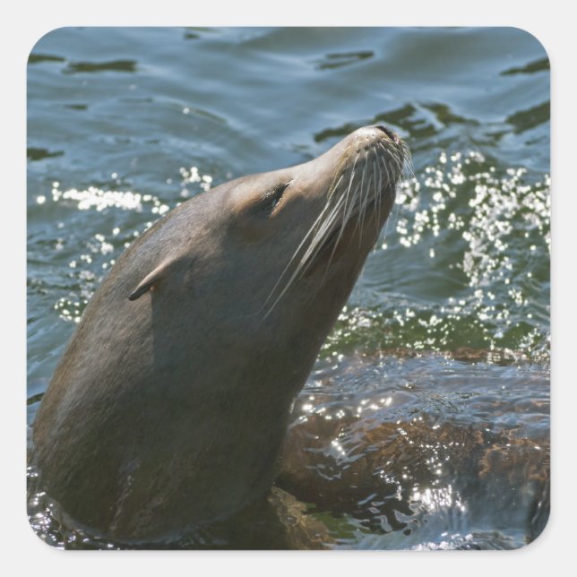 Sea Lion Stickers (Vorderseite)