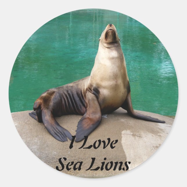 Sea Lion Stickers (Vorderseite)