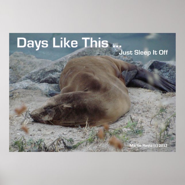 Sea Lion - Tage wie diese - Poster (Vorne)