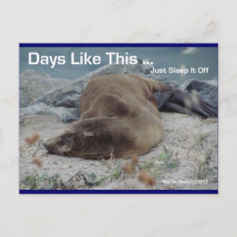 Sea Lion - Tage wie diese - Postkarte