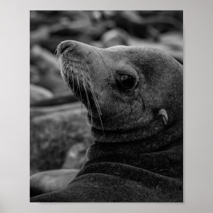 Sea Lion Zurück - Niedliche Naturfotografie Poster