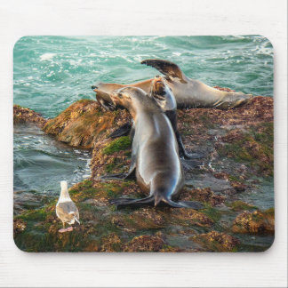 Sea Lions on Rocky Shore – Coastal Wildlife Art Mousepad