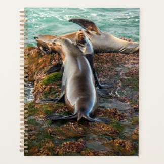 Sea Lions on Rocky Shore – Coastal Wildlife Art Planer