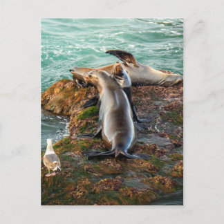 Sea Lions on Rocky Shore – Coastal Wildlife Art Postkarte